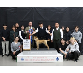2026년「KKC.AKC 1주년 기념 도그쇼」1위 수상!!